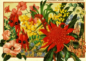 Floral Emblems of the States of Australia